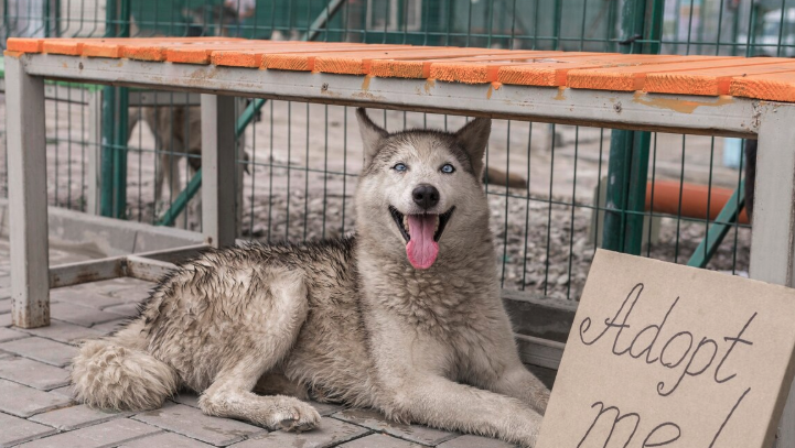 Delaware Animal Rescue - PawrPose
